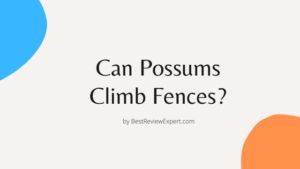 Can Possums Climb Fences