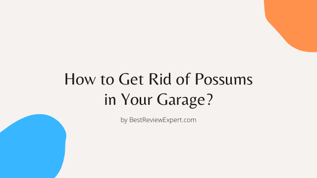 How to Get Rid of Possums in Your Garage?