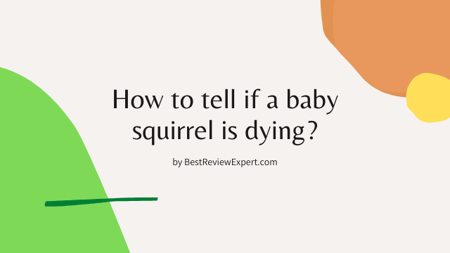 How to tell if a baby squirrel is dying?