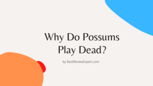 Why Do Possums Play Dead?