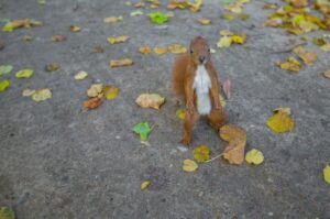 How to tell if a baby squirrel is male or female?