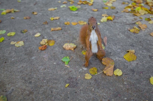 Female squirrel photo